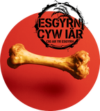 Esgyrn Cyw Iâr #1: Blue Logo Skateboard Deck